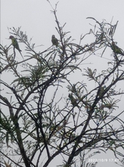 Psittacula cyanocephala