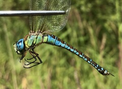 Aeshna affinis