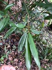 Ardisia quinquegona