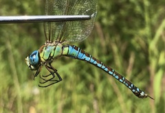 Aeshna affinis