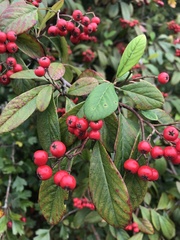 Cotoneaster coriaceus