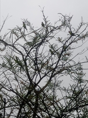 Psittacula cyanocephala