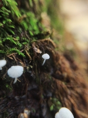 Hemimycena lactea