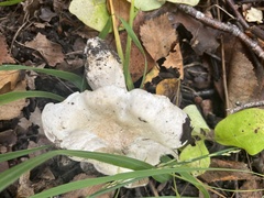 Lactarius controversus