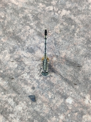 Diplacodes trivialis