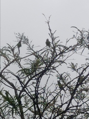 Psittacula cyanocephala