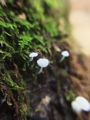 Hemimycena lactea