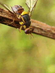 Bactrocera
