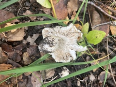 Lactarius controversus
