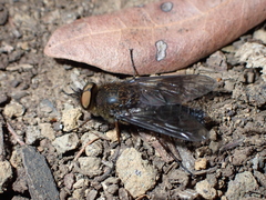 Thereva occulta