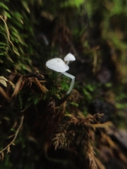 Hemimycena lactea