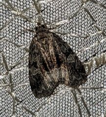 Protodeltote muscosula