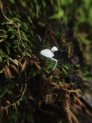 Hemimycena lactea