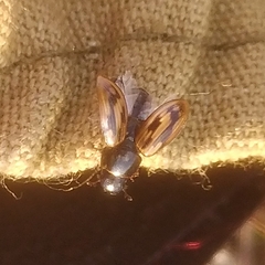 Chilothorax melanostictus