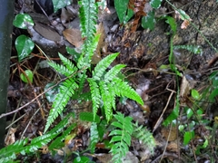 Arachniodes aristata