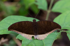 Tanaecia lepidea
