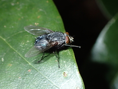 Calliphora