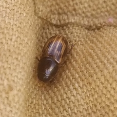 Chilothorax melanostictus