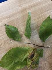 Castanea mollissima