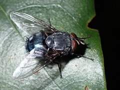 Calliphora