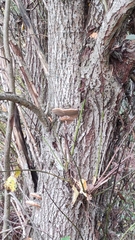 Phellinus igniarius igniarius