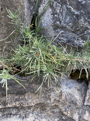 Plantago sempervirens