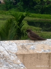 Ptyonoprogne concolor