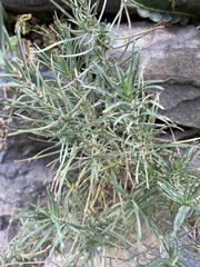 Plantago sempervirens