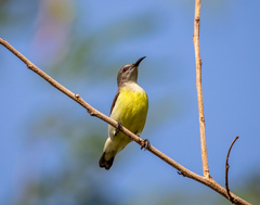 Leptocoma zeylonica