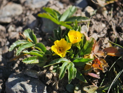 Potentilla aurea
