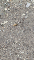 Armadillidium nasatum