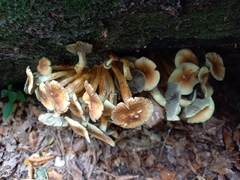 Hypholoma fasciculare