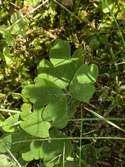Aquilegia canadensis