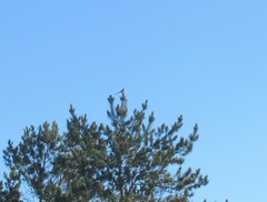 Cyanopica cyanus
