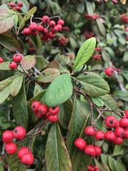 Cotoneaster coriaceus
