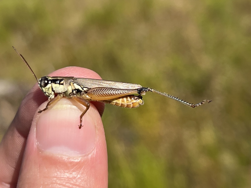 Atlantic Grasshopper