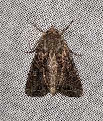 Apamea devastator