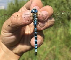Aeshna affinis