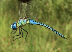 Aeshna affinis
