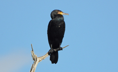 Phalacrocorax carbo sinensis