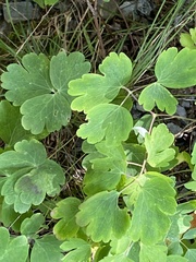 Aquilegia canadensis