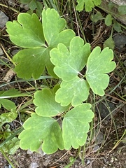Aquilegia canadensis