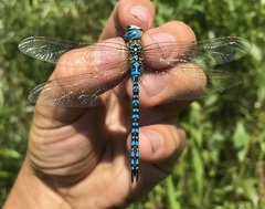 Aeshna affinis