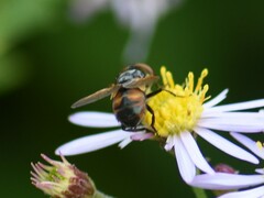 Phasia aurigera