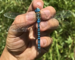 Aeshna affinis