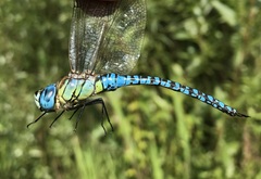 Aeshna affinis