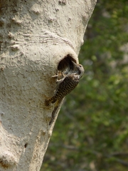 Chloropicus fuscescens