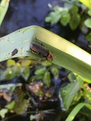 Cantharis fusca