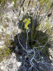 Aspalathus ericifolia