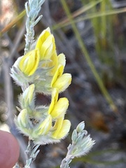 Aspalathus ericifolia